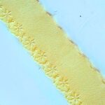 Bordado Inglês Laise Larg 3Cm Em Poliester Por Metro